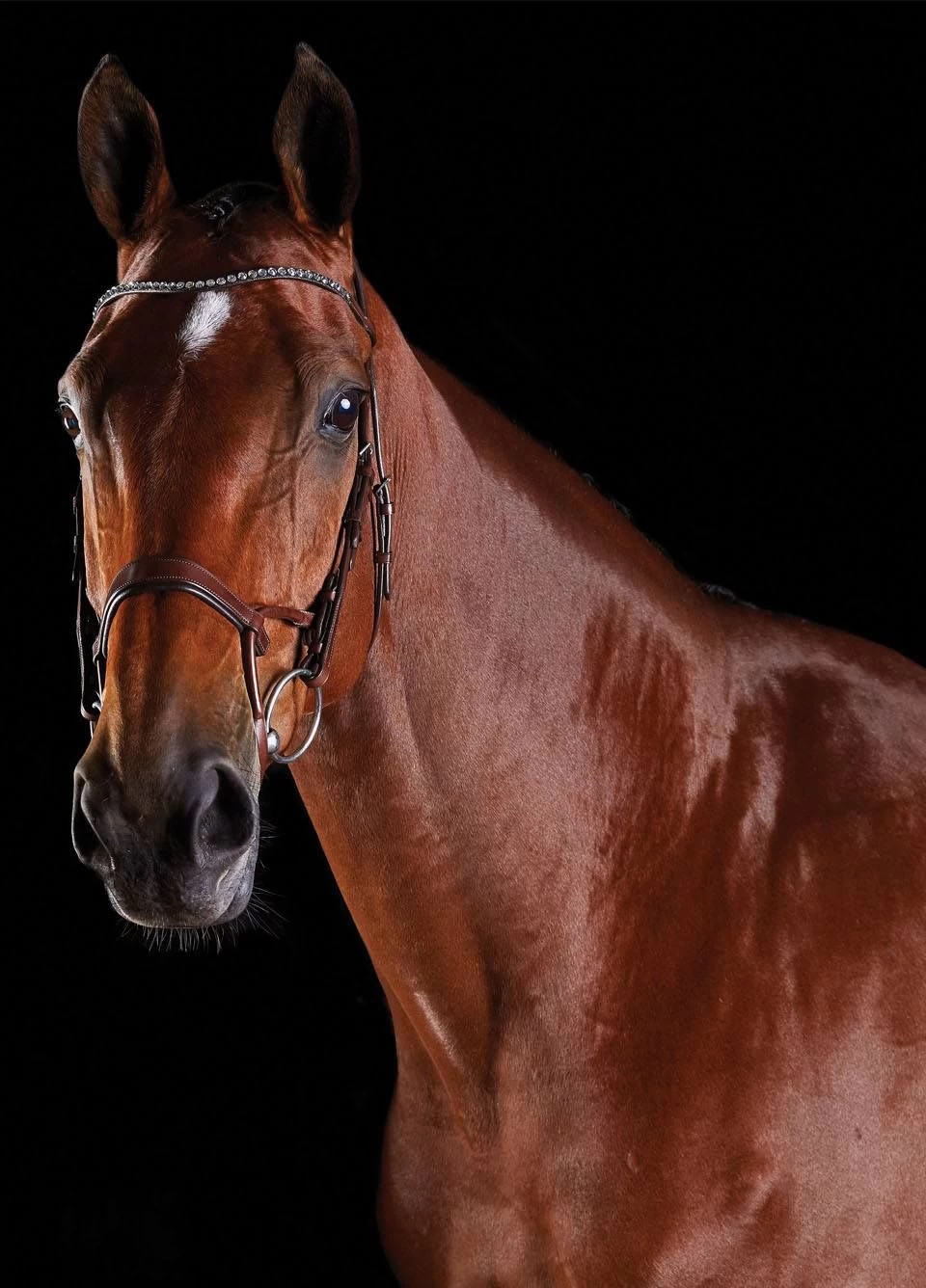 Collegiate Comfitec Crystal Training Bridle - Brown 3 Collegiate Comfitec Crystal Training Bridle - Brown