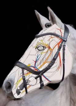 Schockemohle Equitus Alpha Bridle - Black -Equestrian Riding Equipment Store equitusalphascetch 2