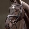 LeMieux Arika Grackle Bridle - Black/Silver -Equestrian Riding Equipment Store lm grackle bridle black 1rdy