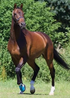 Woof Wear Medical Hoof Boot - Blue -Equestrian Riding Equipment Store medicalhoofbootlifestylerdy