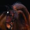Rambo Micklem Competition Bridle - Brown -Equestrian Riding Equipment Store mick2