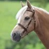 Shires Velociti GARA Plain Inhand Bridle - Havana -Equestrian Riding Equipment Store shires plain inhand bridle havana 1rdy